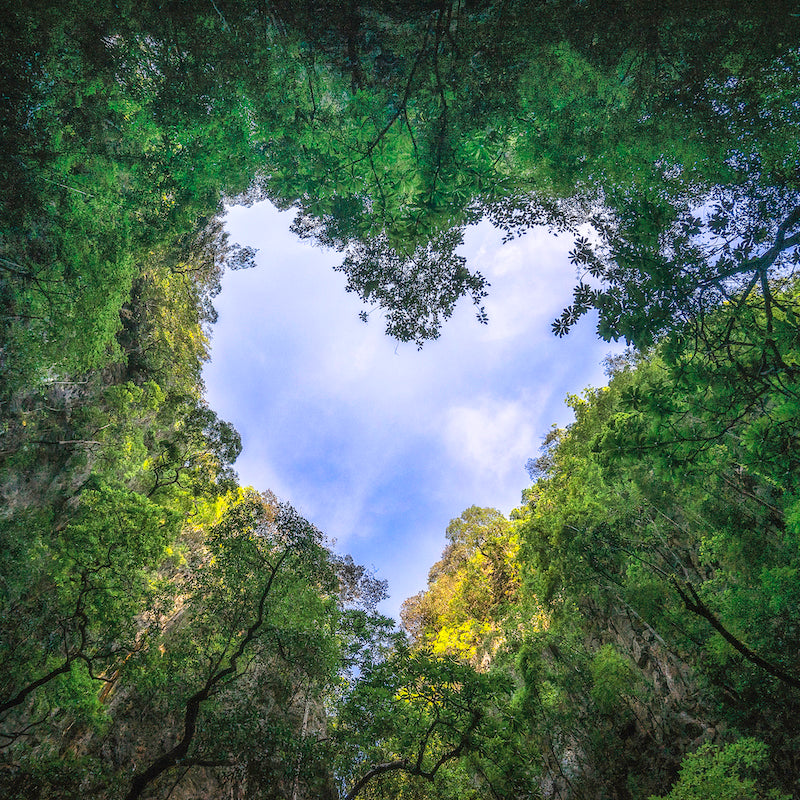 Ein grünes Blätterdach rahmt einen leuchtend blauen Himmel ein, der von einer Schlucht mit felsigen Wänden auf beiden Seiten aus zu sehen ist.
