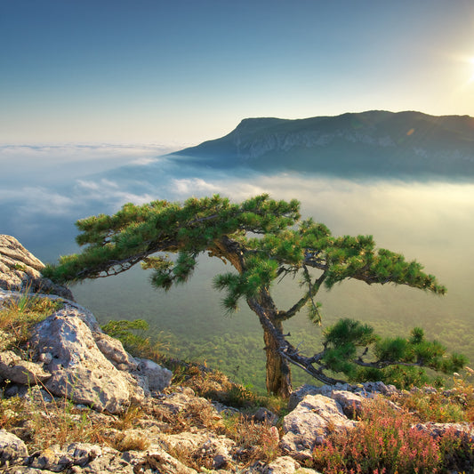 Sunlit pine tree on a rocky cliff above a cloud filled valley at sunrise